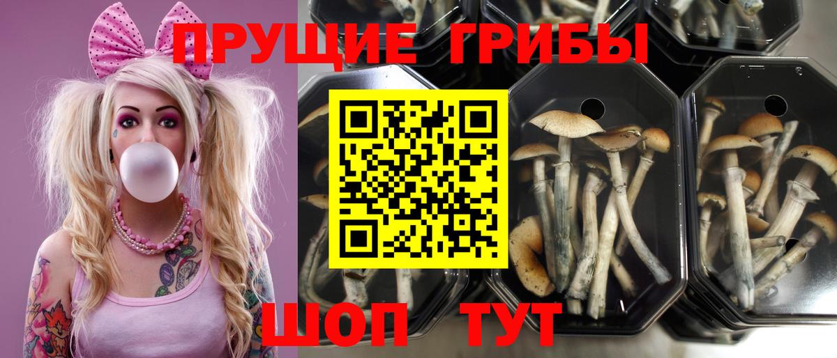 Майкоп  Галлюциногенные грибы мицелий  Вход с VPN 